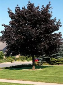 Blut-Ahorn / Schwarz-Ahorn 'Faassen's Black' / Acer platanoides 'Faassen's Black'