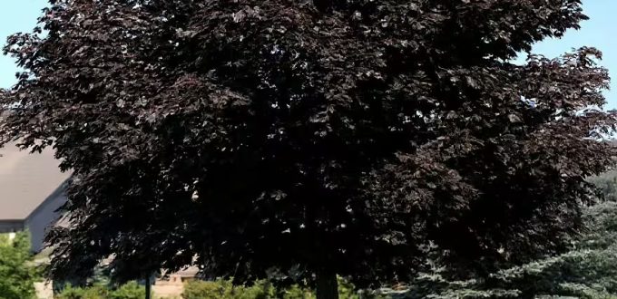 Blut-Ahorn / Schwarz-Ahorn 'Faassen's Black' / Acer platanoides 'Faassen's Black'