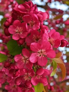 Zierapfel 'Coccinella' / Malus 'Coccinella' 