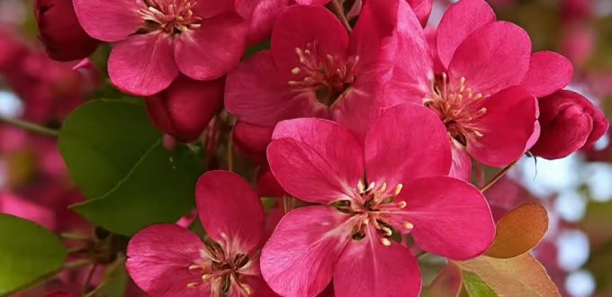 Zierapfel 'Coccinella' / Malus 'Coccinella'