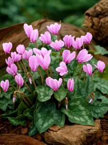 Herbst-Alpenveilchen / Cyclamen hederifolium