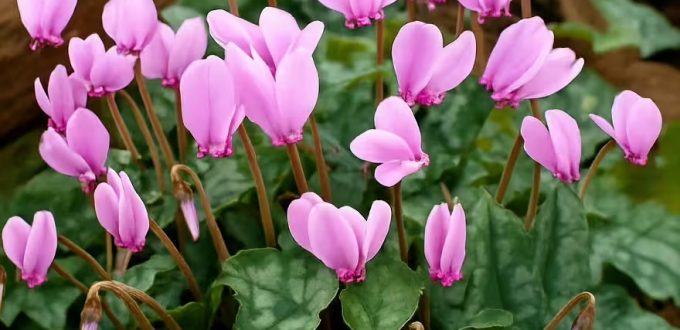 Herbst-Alpenveilchen / Cyclamen hederifolium