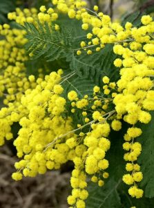 Silber-Akazie 'Le Gaulois' / Acacia dealbata 'Le Gaulois'