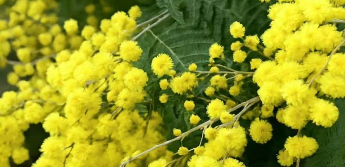 Silber-Akazie 'Le Gaulois' / Acacia dealbata 'Le Gaulois'