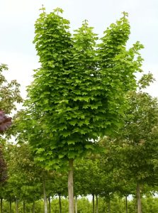 Spitz-Ahorn 'Farlake's Green' / Acer platanoides 'Farlake's Green'