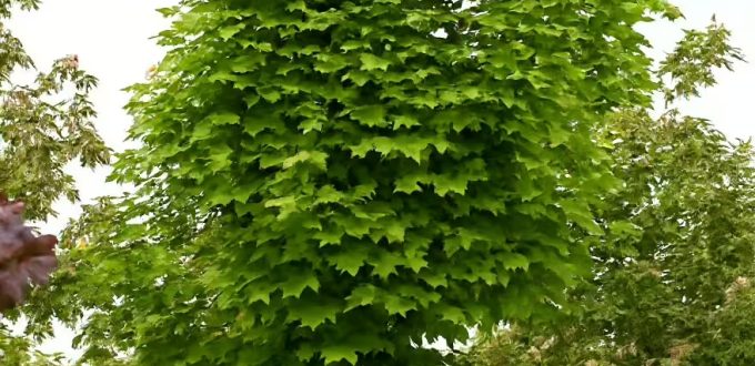 Spitz-Ahorn 'Farlake's Green' / Acer platanoides 'Farlake's Green'