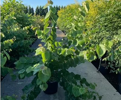 Kanadischer Judasbaum 'Pink Pom Poms' / Cercis canadensis 'Pink Pom Poms'
