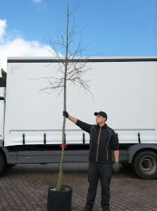 Weidenblättrige Birne / Pyrus salicifolia