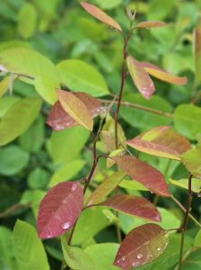 Erlenblättrige Felsenbirne 'Prince William' / Amelanchier alnifolia 'Prince William'