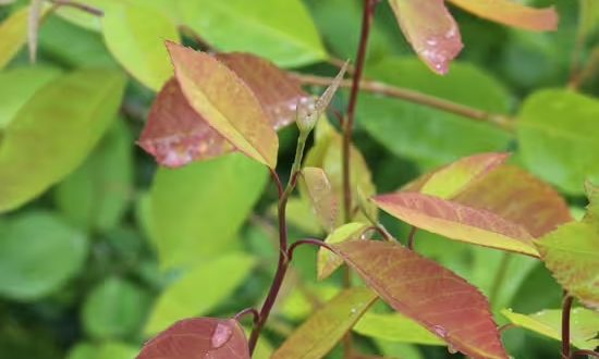Erlenblättrige Felsenbirne 'Prince William' / Amelanchier alnifolia 'Prince William'