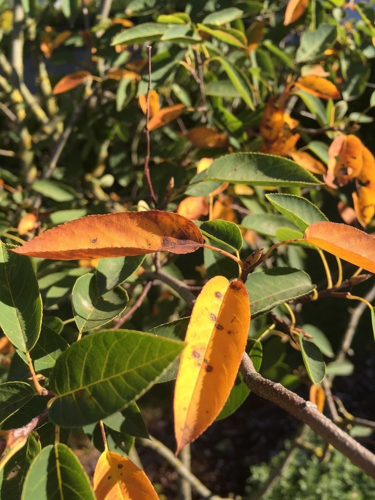 Kupfer-Felsenbirne bekommt gelbe Bltter  woran kann das liegen?  Alle  Fragen und Antworten zum Thema Gartenpflanzen