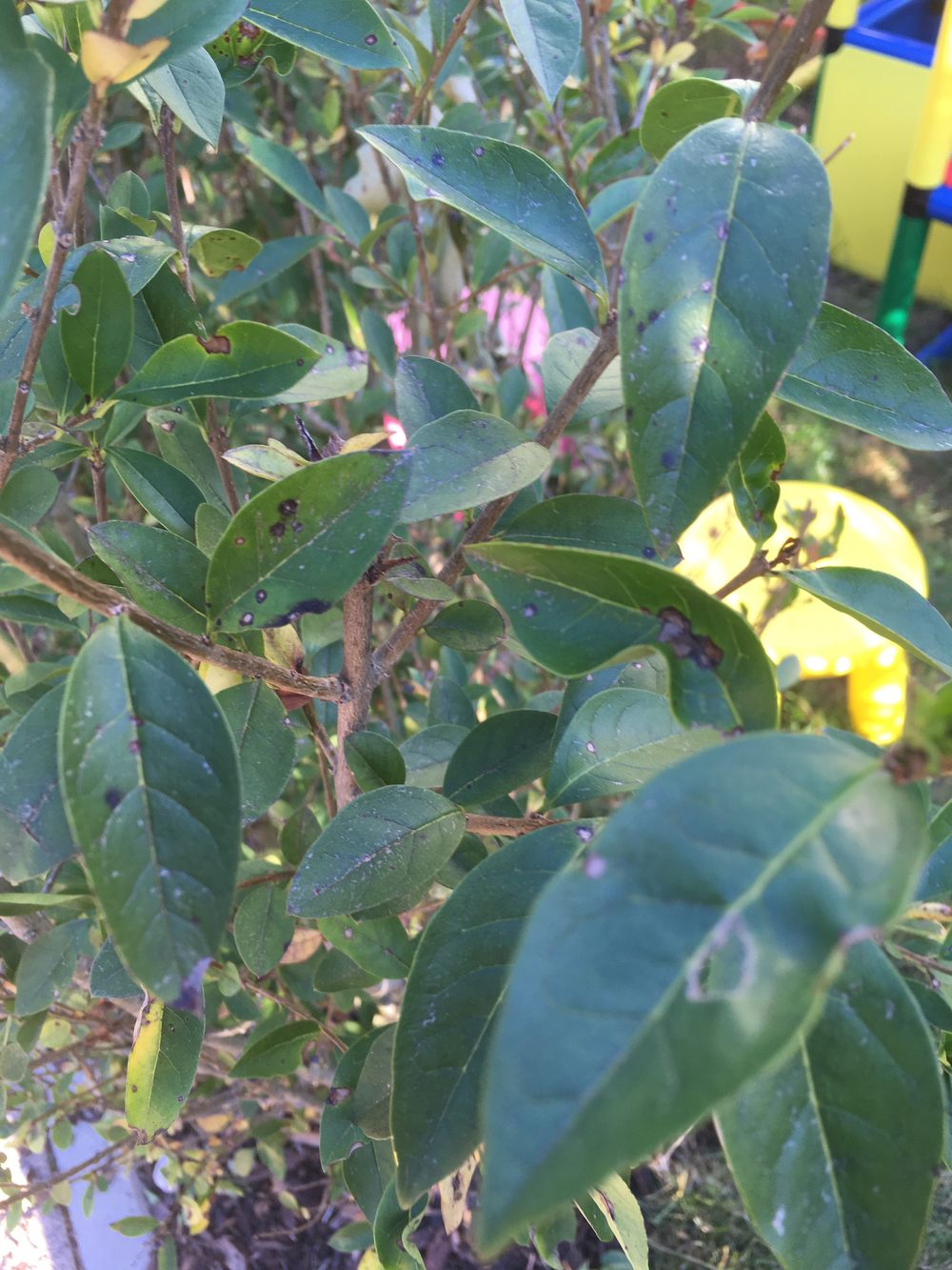 Flecken auf Blttern von Liguster-Pflanzen  was kann es sein und was kann  man unternehmen?  Alle Fragen und Antworten zum Thema Gartenpflanzen