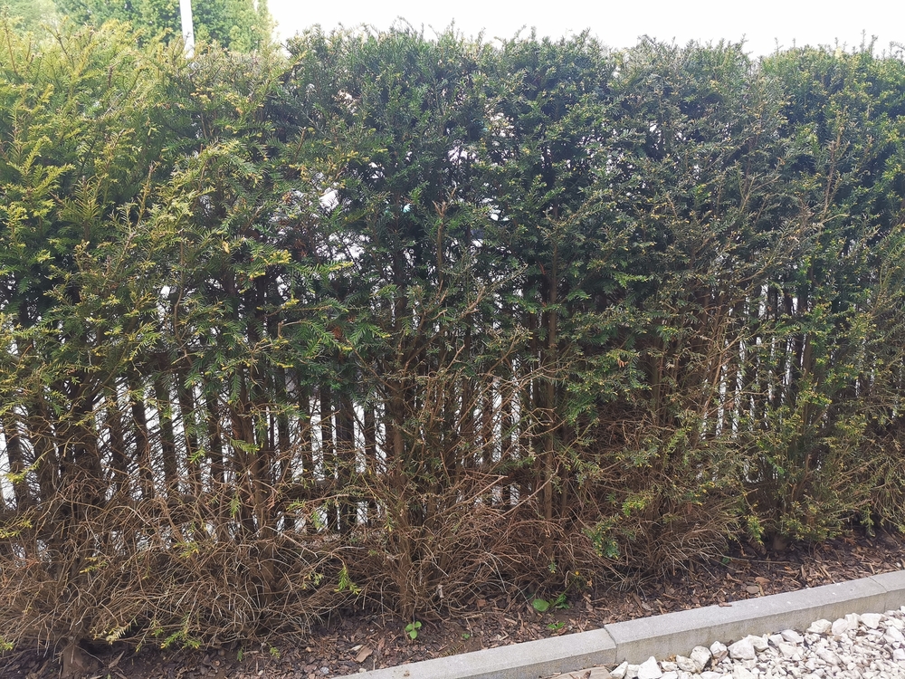 Eiben / Taxus baccate in einer Hecke verkahlen  was knnen wir  unternehmen?  Alle Fragen und Antworten zum Thema Gartenpflanzen