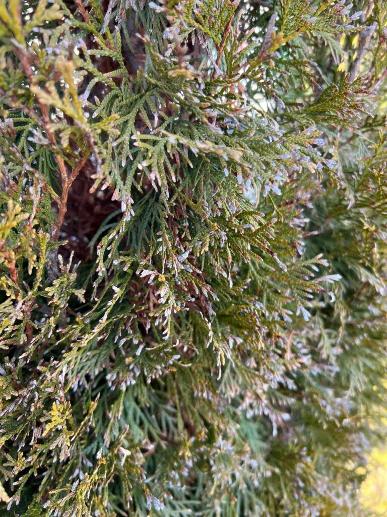 Wann und womit sollte man Thuja / Lebensbume dngen  Alle Fragen und  Antworten zum Thema Gartenpflanzen